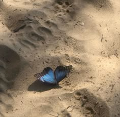 a blue butterfly sitting on top of a sandy beach