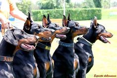 four doberman dogs are lined up in a row and being held by their owner