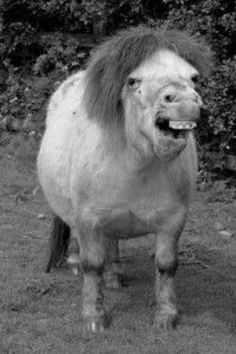 a horse that is standing in the grass with its mouth open and it's tongue out