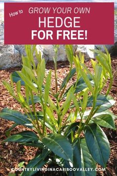 a plant with the words how to grow your own hedge for free in front of it