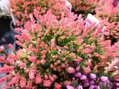 pink and green plants are growing in the garden