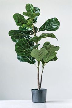 a potted plant sitting on top of a table