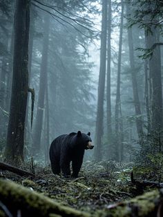 a large black bear walking through a forest filled with tall trees and mossy ground