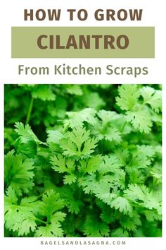 some green plants with the title how to grow clantro from kitchen scraps