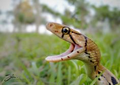 Snake,Snake Photography, Trinket Snake