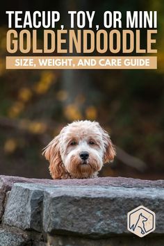 a dog sitting on top of a stone wall with the title teach toy or mini goldendoodle size, weight, and care guide