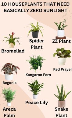 A pin featuring a list of 10 houseplants that require minimal sunlight to thrive, with images of the plants and care instructions Kaktus Dan Sukulen, Trendy Plants, Alpine Plants, Best Indoor Plants, Garden Types, Bedroom Plants