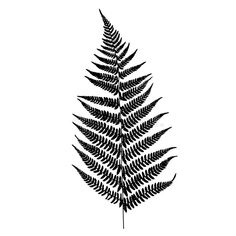 a black and white photo of a fern leaf