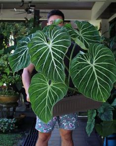 a man carrying a large green plant in his back pack while standing on a porch