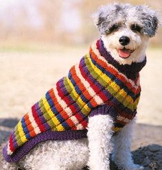 a dog wearing a sweater sitting in the sand