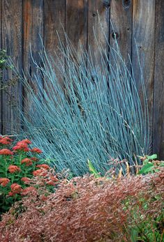 blue and red flowers in front of a wooden fence