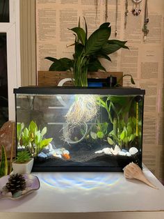 a fish tank with plants and rocks in it on a table next to a pine cone