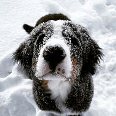 a dog standing in the snow looking up