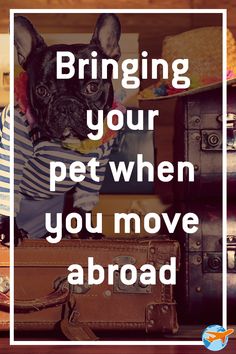 a dog sitting on top of a pile of luggage with the words, bring your pet when you move around