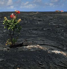 there is a plant growing out of the lava