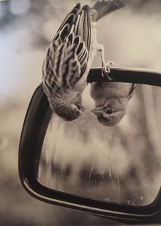 a bird is hanging its head out the side mirror