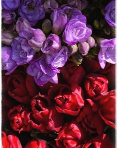 purple and red flowers are arranged together