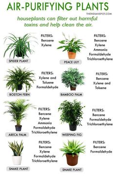 Washroom Plant Decor, Tanaman Air, نباتات منزلية, Seni Dan Kraf, Best Indoor Plants, Air Purifying Plants