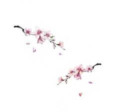 two branches with pink flowers on them against a white background