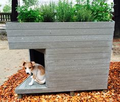 a dog is sitting in his house made out of wood planks and has fallen leaves on the ground