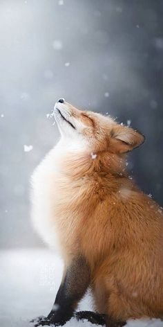 a fox sitting in the snow with its eyes closed and it's head up