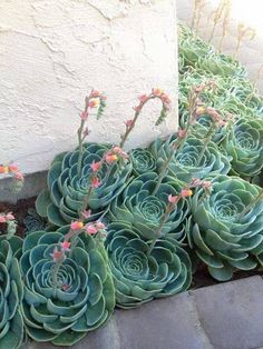 several succulents are growing on the side of a building in front of a wall