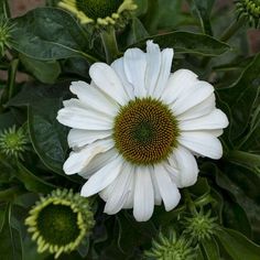 a large white flower with green leaves around it's center surrounded by other flowers