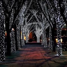 lighted trees are lined up along the walkway