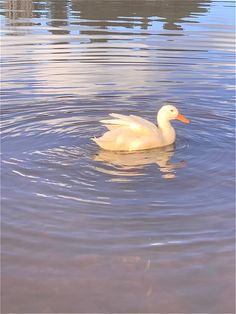 a white duck floating on top of a body of water