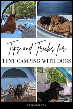 collage of dogs laying in tents and sitting in front of a tent, text states: tips and tricks for tent camping with dogs Camping With A Dog, Camper Dog, Must Have Camping Gear, Camping With Dogs, Tent Camping Hacks, Camping Usa, Dog Tent, First Time Camping, Camping Safety