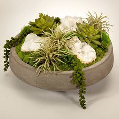 S1508CG-Q Decor/Faux Florals/Floral Arrangements Succulents Wallpaper, Moss Centerpieces, Succulent Bowls, Artificial Plants And Trees, Concrete Bowl, Stone Planters, Succulents Indoor, Succulent Care, Artificial Succulents