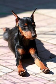 a small black and brown dog laying on top of a tile floor next to a brick wall