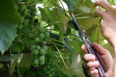 a person is cutting grapes with scissors on a vinevinel in the sun light