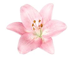 a pink flower with white stamens and yellow stamen petals on a white background