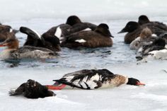 several ducks are swimming in the water near some other ducks and geese on ice floes