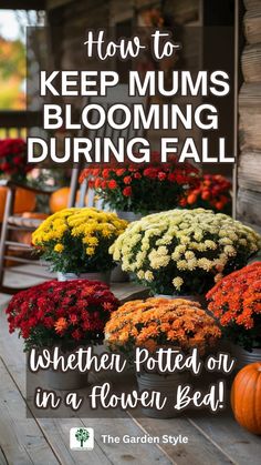 flowers and pumpkins on the porch with text overlay how to keep mums blooming during fall