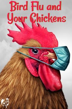 Bird flu: what is avian influenza, what does it mean for your chickens, how can you prevent it and can it infect humans? #homesteading #backyardchickens #backyardchickenproblems #avianinfluenza #birdflu Chicken Projects, Pancake Tuesday, Chicken Diet, Raising Chicks, Health Disease, Chicken Treats, Raising Backyard Chickens, Backyard Flocks