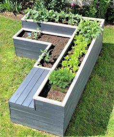 an outdoor garden with several different types of plants and vegetables in the same section, including lettuce