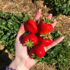 four strawberries in the palm of a woman's hand