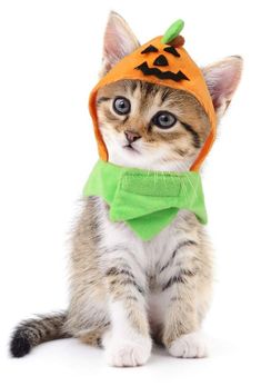 a small kitten wearing a pumpkin hat and green bow tie