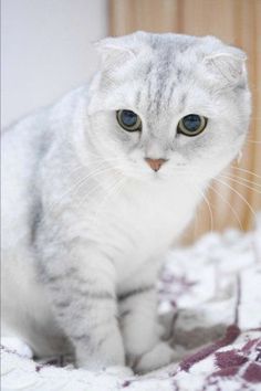 a gray and white cat sitting on top of a bed