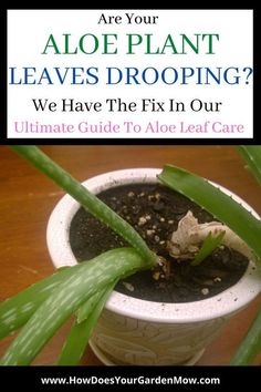 a potted plant with the title are your aloe plant leaves dropping? we have the fix in our ultimate guide to aloe leaf care