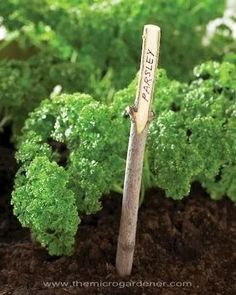 there is a plant that has been planted in the soil with a wooden stick sticking out of it