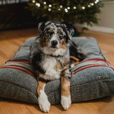 a dog sitting on top of a cushion in front of a christmas tree with lights