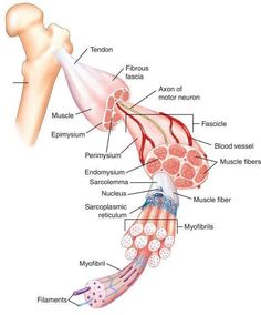 the muscles and their major structures are labeled in this diagram, with labels on them