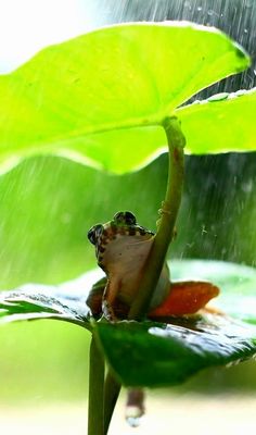 a frog sitting on top of a leaf in the rain