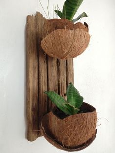 #coconut #coco #côco Palm Tree Crafts, Twig Furniture, Orchid Flower Arrangements, Coconut Shell Crafts, Shell Planter, Hand Painted Wine Bottles, Shell Crafts Diy, Flower Arrangements Simple, Diy Jar Crafts