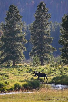 a moose is walking in the grass near some water and trees with mountains in the background