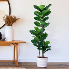 a potted plant sitting next to a mirror on a wooden table in a room