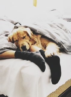 a dog laying on top of a bed under a blanket